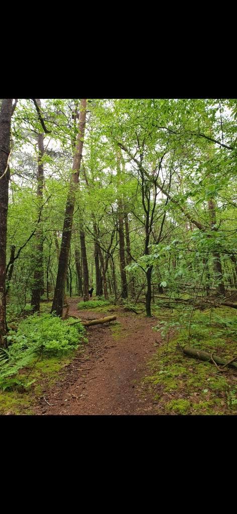 Stalhulp gezocht, Dieren en Toebehoren, Stalling en Weidegang
