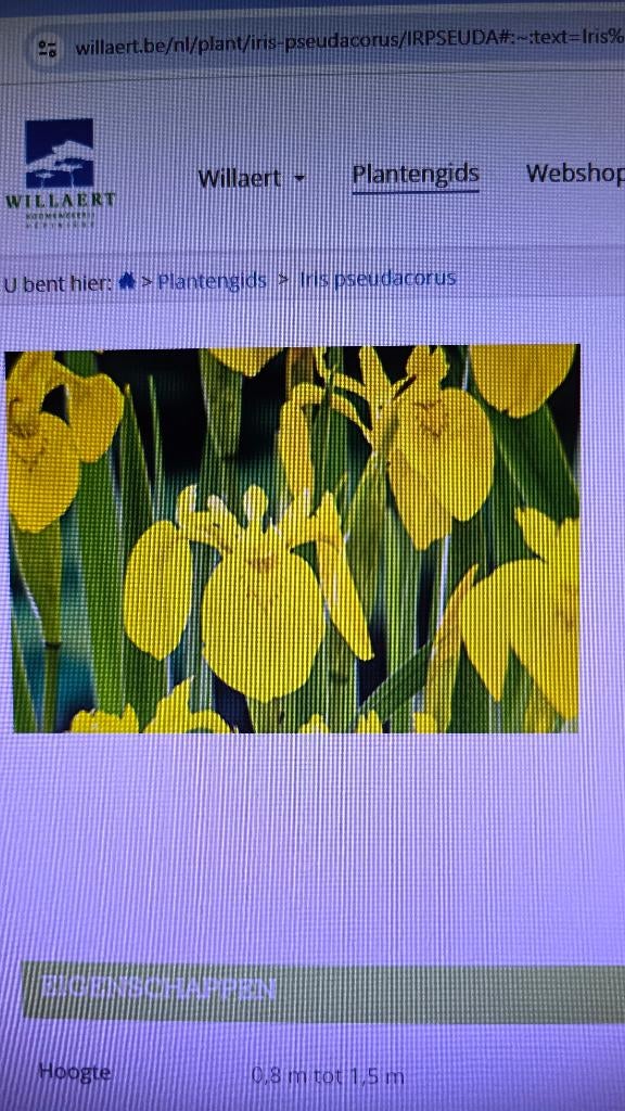tuinplanten zaad (gele lis), Tuin en Terras, Ophalen of Verzenden, Eenjarig, Overige soorten, Halfschaduw