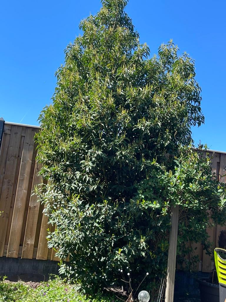 Laurierkers, Tuin en Terras, Planten | Bomen, Ophalen, Volle zon, Overige soorten
