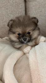 Pomeriaan/ pomeranian, Dieren en Toebehoren, Honden | Poolhonden, Keeshonden en Oertypen, Particulier, Keeshond, 8 tot 15 weken