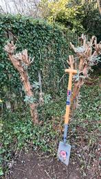 Vlinderstruik, Tuin en Terras, Planten | Tuinplanten, Ophalen, Overige soorten, Volle zon