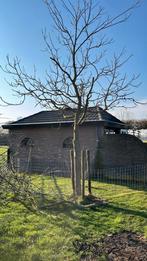 Notenboom met dikke stam, ongeveer 5 meter hoog, Ophalen, Overige soorten, 400 cm of meer