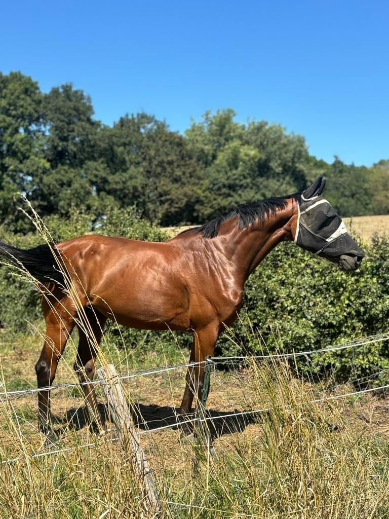 Fijne kwpn merrie, Dieren en Toebehoren, Paarden, Merrie, 3 tot 6 jaar, Springpaard