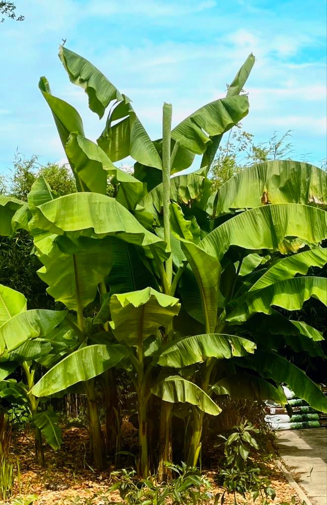 Musa Basjoo winterharde tuinbanaan, Ophalen of Verzenden, Overige soorten, Volle zon