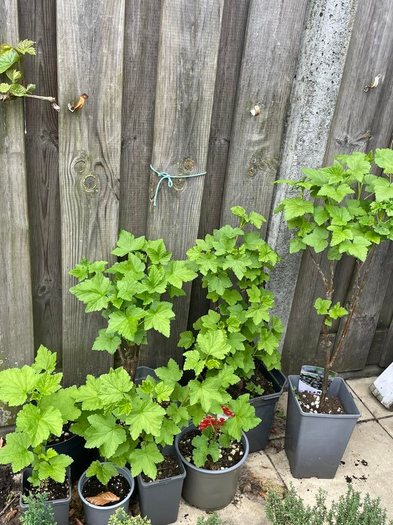 Bessen planten, Tuin en Terras, Planten | Fruitbomen, Ophalen, Overige soorten, Zomer