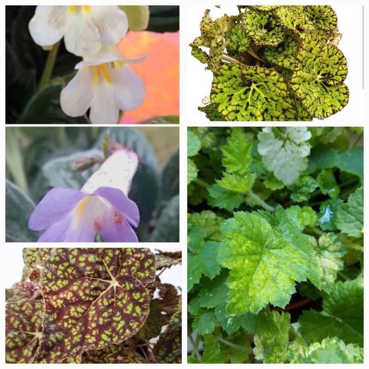 Bladstekken van verschillende kamerplanten
3 voor 1 euro, Huis en Inrichting, Kamerplanten, Minder dan 100 cm, Halfschaduw, Ophalen of Verzenden