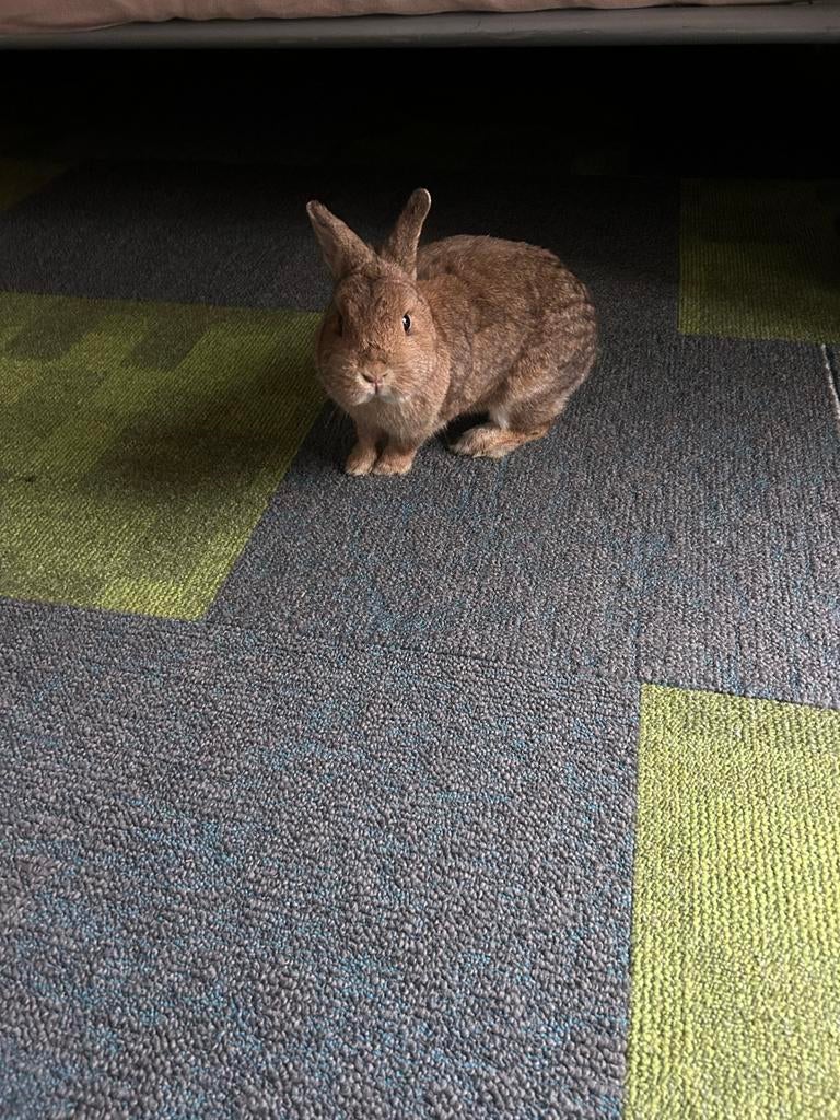 Konijnen, Dieren en Toebehoren, Konijnen, Meerdere dieren