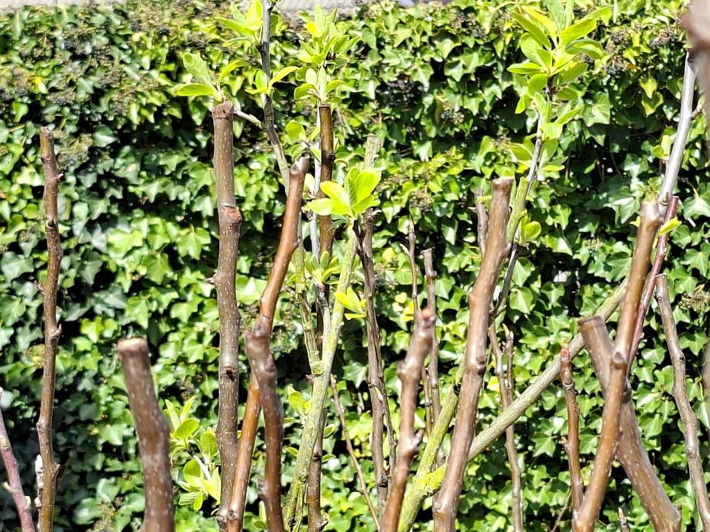 Fruitbomen op = op, Ophalen, Lente, In pot, Appelboom