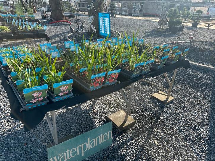 Vijverplanten specialist! Limburg, Tuin en Terras, Vijver-toebehoren, Gebruikt, Overige typen, Ophalen