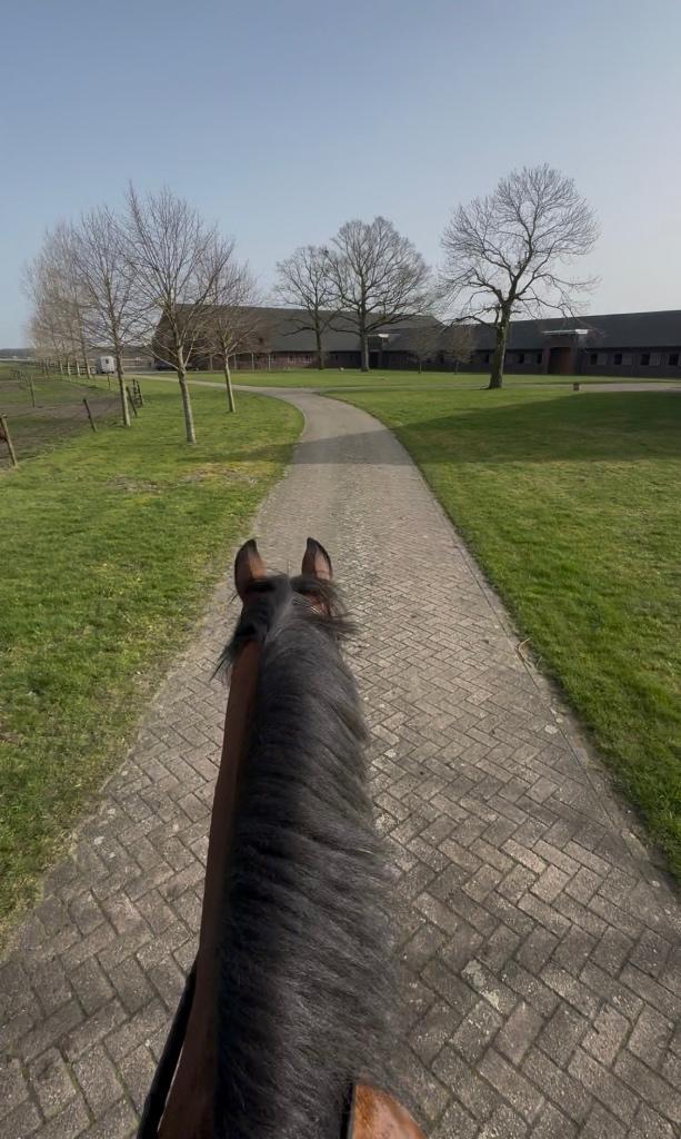 Gezocht hulp op stal (omgeving Haarle, Overijssel), Dieren en Toebehoren, Stalling en Weidegang