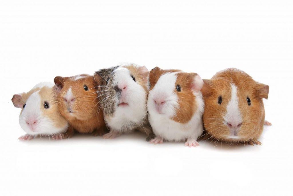 ZEUGJES GEZOCHT, Dieren en Toebehoren, Knaagdieren, Januari, Vrouwelijk, Cavia