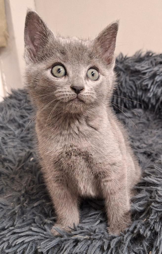 Prachtig Blauwe Rus kitten zoekt samen met mama fijn thuis, Dieren en Toebehoren, Katten en Kittens | Raskatten | Korthaar, Poes