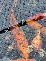 koikarper, Dieren en Toebehoren, Karper of Koi