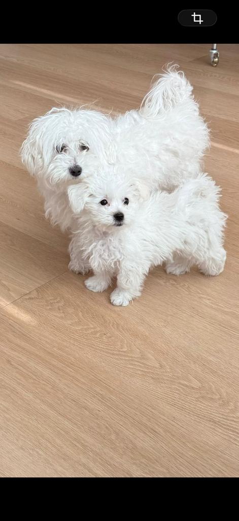 Maltezer/Maltipo nog 1 reutje, Maltezer, 8 tot 15 weken, Parvo, Meerdere