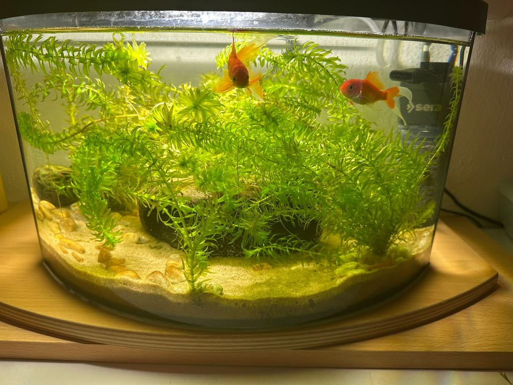 goudvissen met compleet aquarium, Dieren en Toebehoren, Vissen | Aquariumvissen, Vis