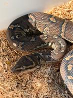 Angolese dwergpython (Python Anchietae) vrouw 2019, Dieren en Toebehoren, Slang, 3 tot 6 jaar