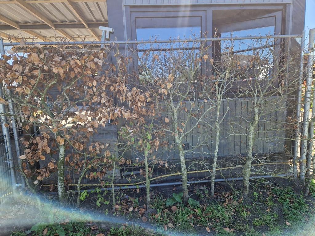 Beukenhaag gratis, Ophalen of Verzenden, Beukenhaag, 100 tot 250 cm