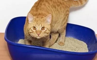 Kattenbakvulling, Dieren en Toebehoren, Kattenbakken, Tdijkje, Nieuw, Hetdijkje@live.nl, Ridderkerk