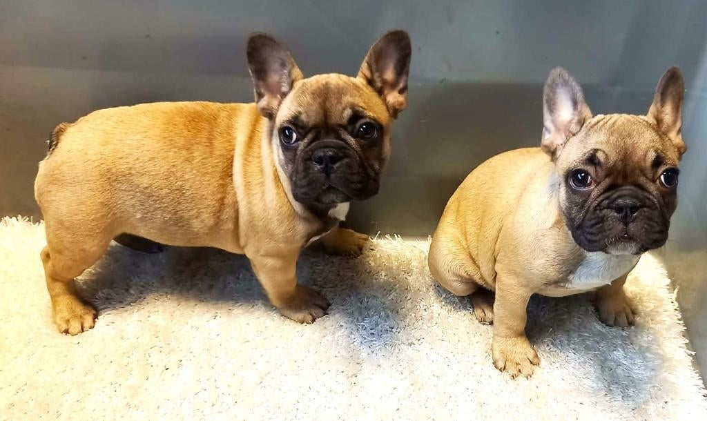 Franse Bulldog Pups Teefjes, Parvo, 8 tot 15 weken, Bulldog, Meerdere