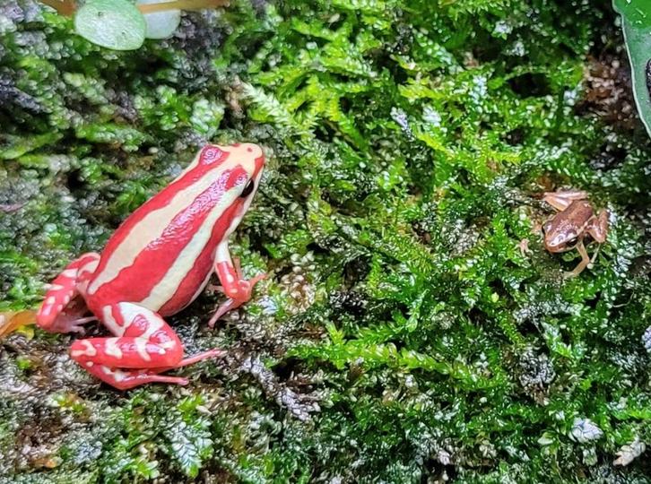 Gifkikkertjes Frog - unknown for sale from Martin