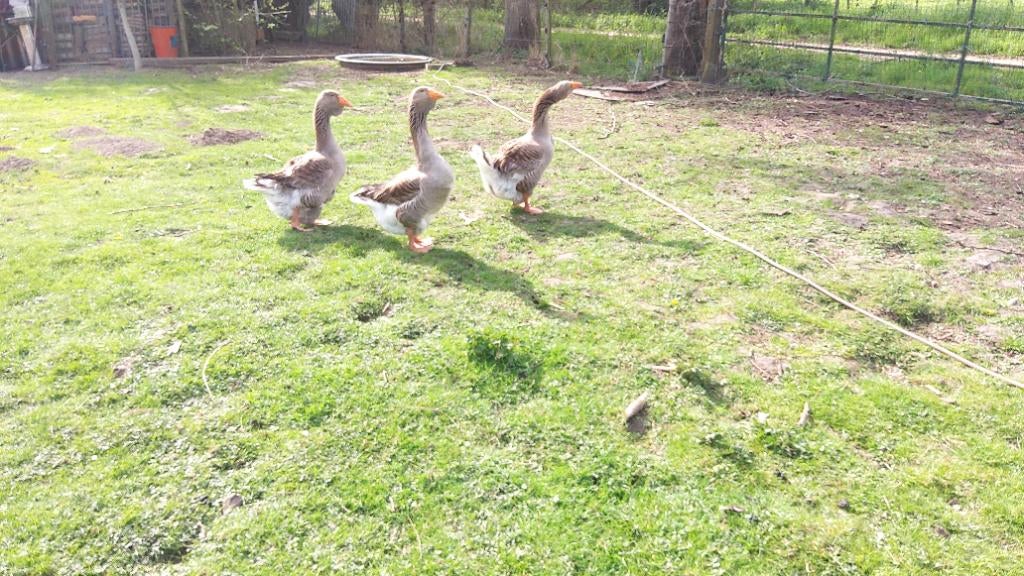 dewlap toulouse ganzen, Meerdere dieren, Gans of Zwaan