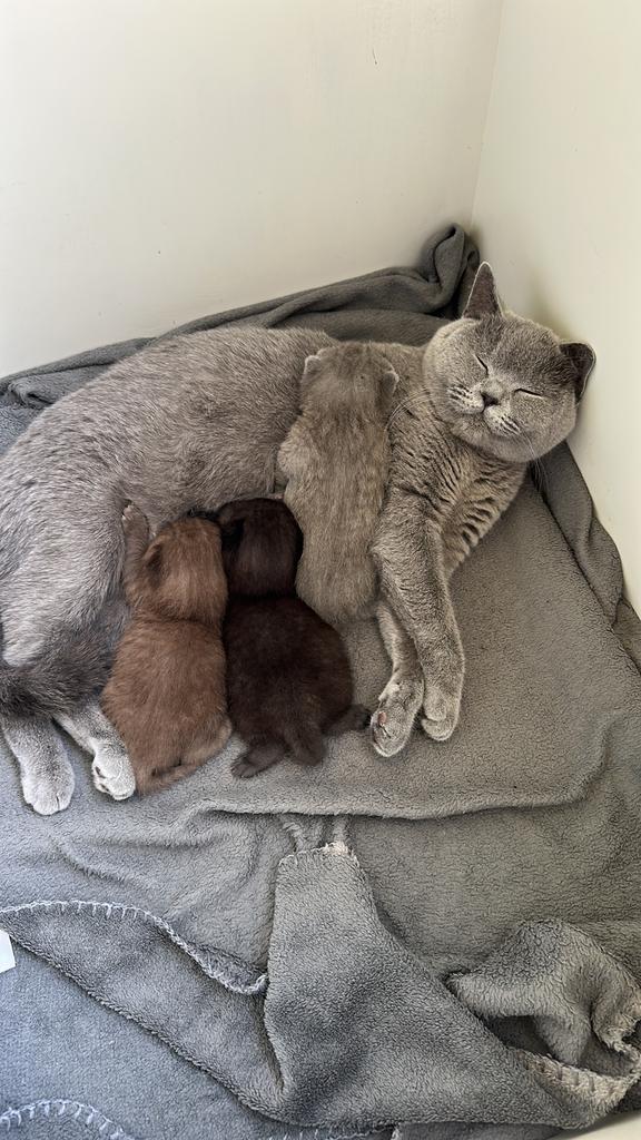 Britse korthaar kittens te koop!, Dieren en Toebehoren, Katten en Kittens | Raskatten | Korthaar, Kater, Ingeënt, 0 tot 2 jaar