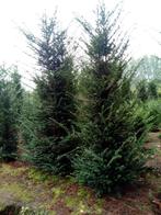 Taxus Baccata, Ophalen, Bloeit niet, Overige soorten, Volle zon