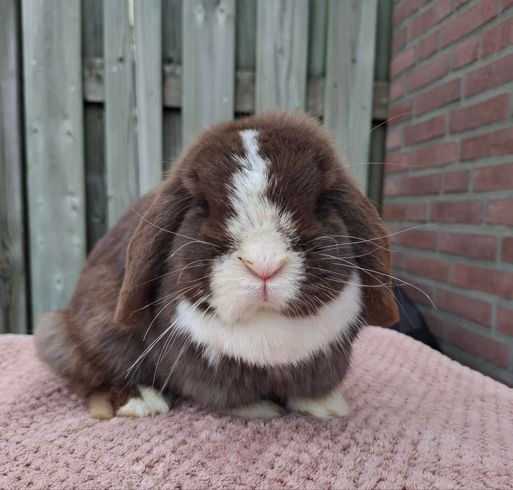 NHD voedster, Dieren en Toebehoren, Vrouwelijk, Dwerg