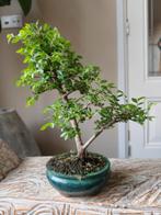 Ulmus Parviflora bonsai, Bloeit niet, Halfschaduw, Minder dan 100 cm, Overige soorten