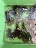 Anubias coin leaf - 1,5 per tros, Ophalen of Verzenden, Nieuw, Plant(en), Steen of Hout