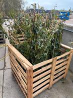 Klimop Hedera hibernica - Restpartij 125-150 cm, Tuin en Terras, Ophalen, Vaste plant, Bloeit niet, Halfschaduw