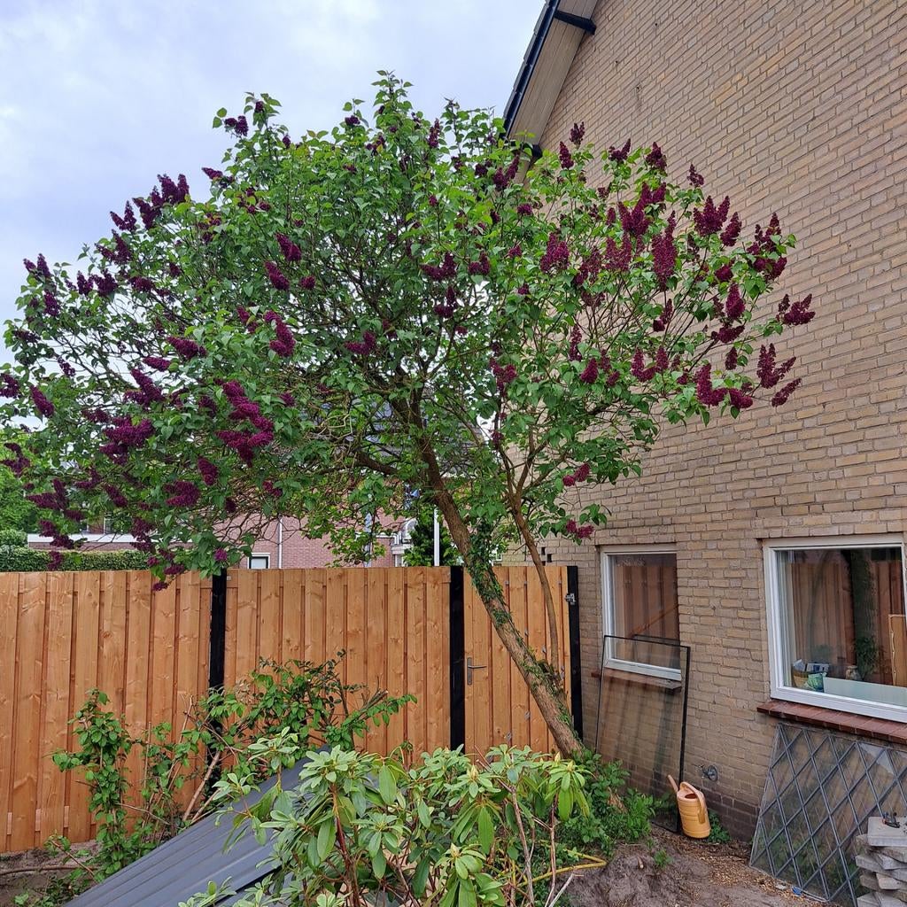 Gratis sering boom, zelf verwijderen, Tuin en Terras, Planten | Bomen, Ophalen of Verzenden