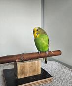 Sauron zoekt een huisje! (Grasparkiet), Vrouwelijk, Parkiet