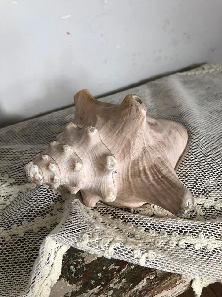 Oude roze schelp, Antiek en Kunst, Curiosa en Brocante, Ophalen of Verzenden