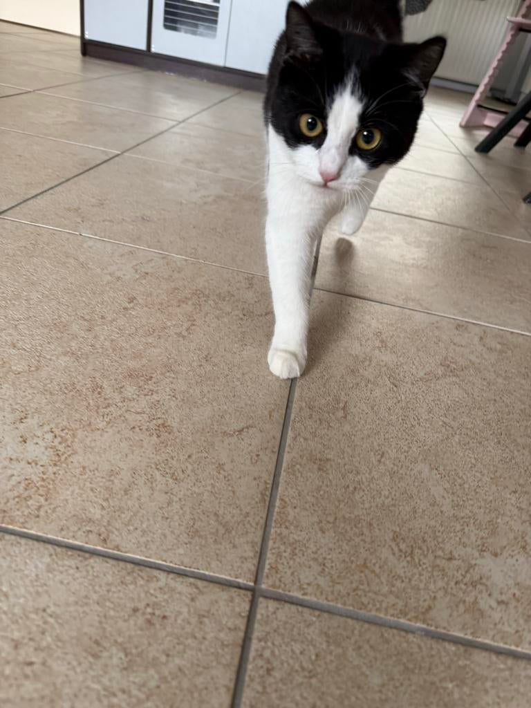 2 jonge katten te koop, Poes