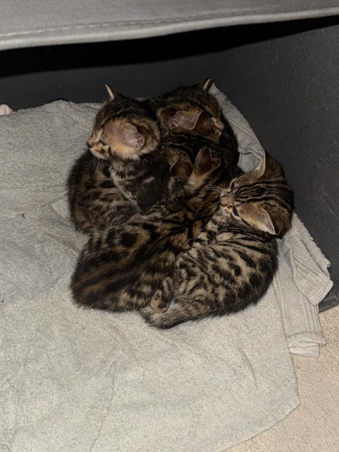 Halve Bengaal kittens, Dieren en Toebehoren, Katten en Kittens | Raskatten | Korthaar, Geslacht onbekend
