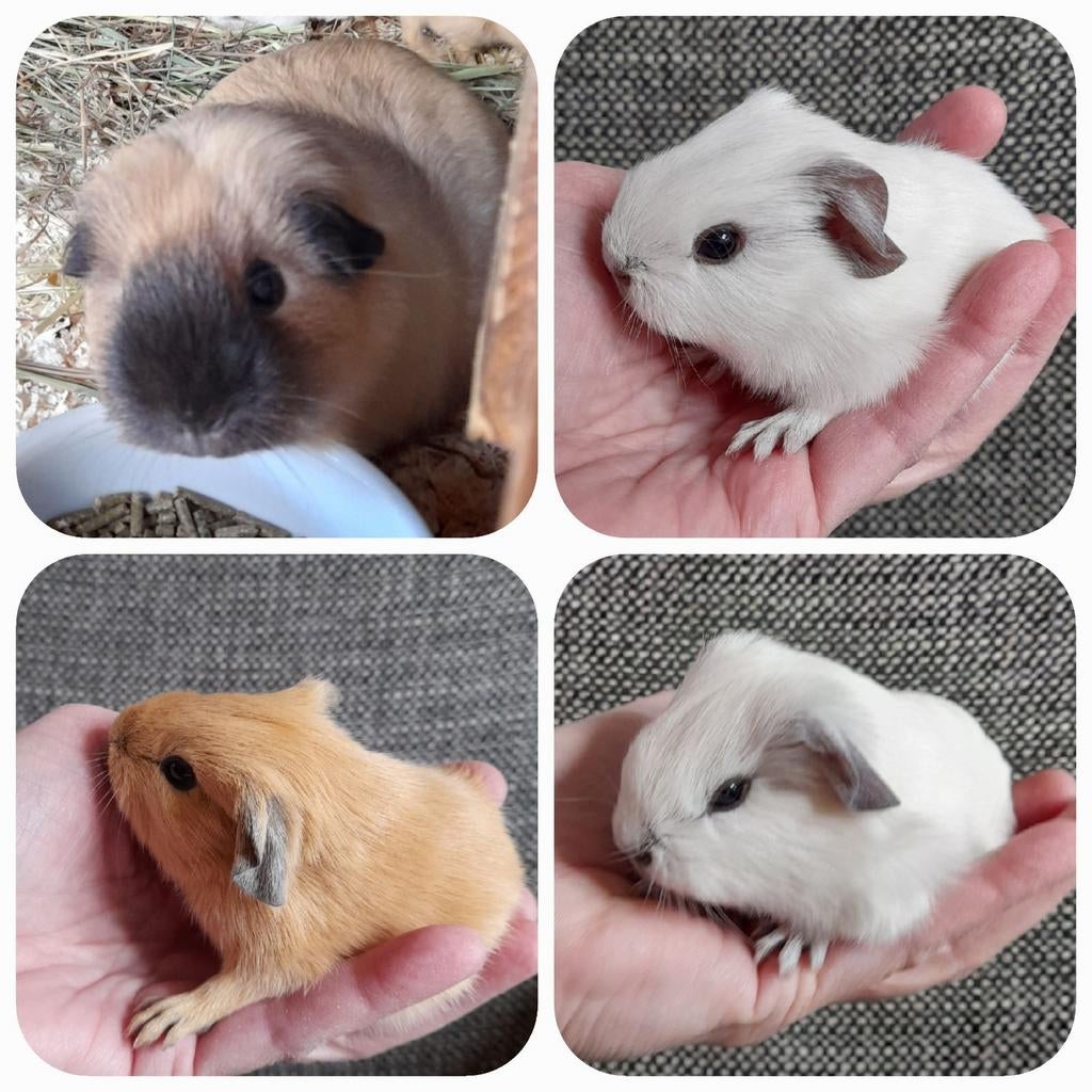 Reserveren!Schattige,jonge cavia's,california zwart,vervoer, Dieren en Toebehoren, Cavia, April, Mannelijk, Tam