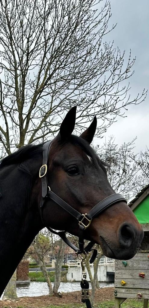 7 jarige KWPN Elite merrie (IBOP)(Just Wimphof*Scandic), Merrie, Met stamboom, Dressuurpaard, L