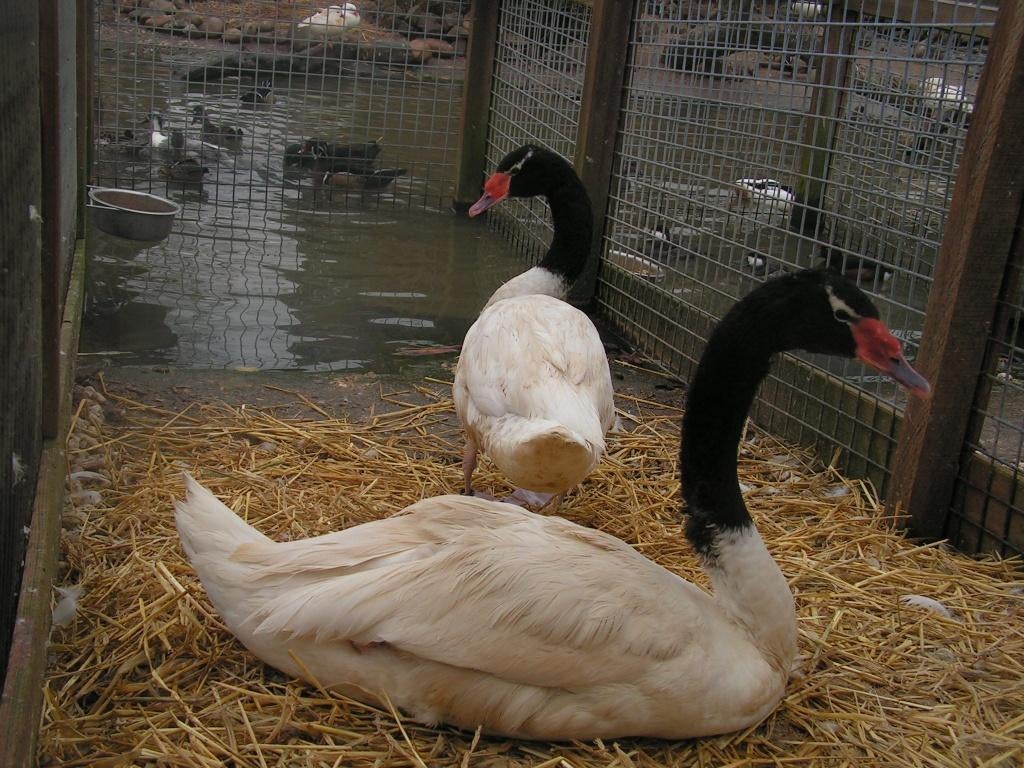 Zwarthals zwanen | Losse mannen te koop | Mooie zwanen, Mannelijk, Gans of Zwaan