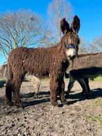 Poitou ezel hengst, Dieren en Toebehoren, Overige Dieren, Maart, Mannelijk