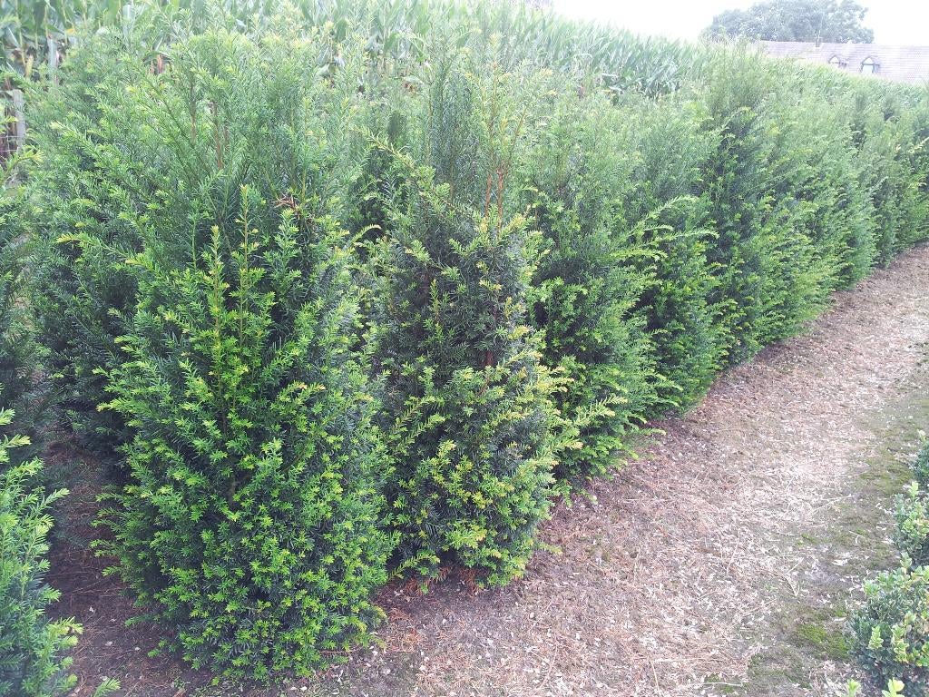 Taxus baccata, Tuin en Terras, Ophalen, Bloeit niet, Overige soorten, Volle zon