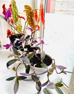 Fraaie set à 3 planten, Begonia en Tradescantia, zie info, Huis en Inrichting, Kamerplanten, Ophalen, Overige soorten, Halfschaduw