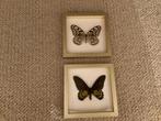 2 ingelijste vlinders in goudkleurige lijst, Ophalen of Verzenden, Gebruikt