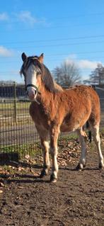 A welsh hengst jaarling 2025 met potentie, Ophalen of Verzenden, Nieuw, Overige soorten