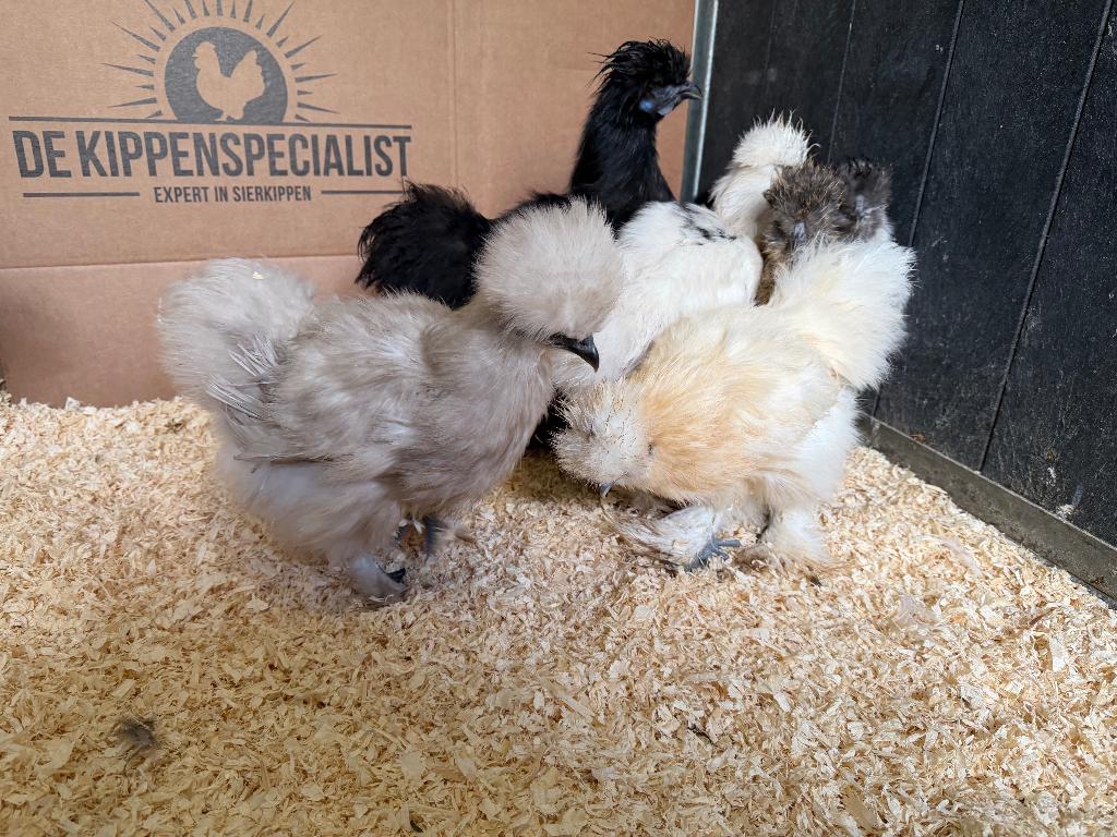 Jonge tamme Zijdehoen kriel USA kippen gesekst & ingeënt, Dieren en Toebehoren, Pluimvee, Vrouwelijk, Kip