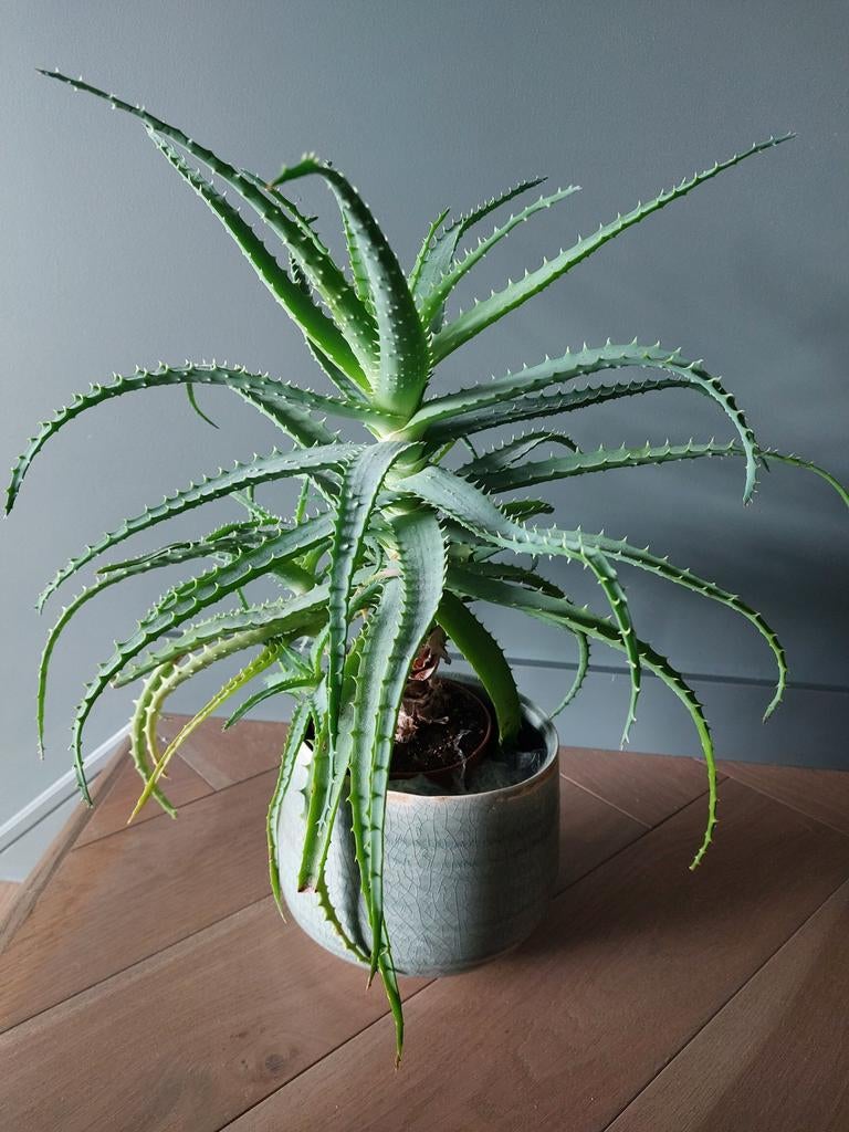 Grote Aloë vera plant, Huis en Inrichting, Kamerplanten, Ophalen, Halfschaduw, Cactus, Minder dan 100 cm