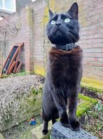 Kater zoekt passende woonruimte, Kater, Kortharig, 6 jaar of ouder