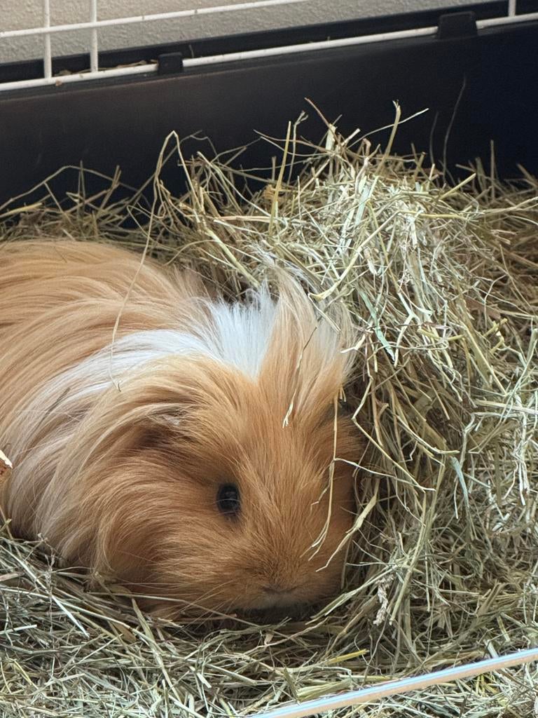 Gezocht: Cavia zeugje van 4jr, Dieren en Toebehoren, Knaagdieren, Vrouwelijk, Tam, Maart, Cavia