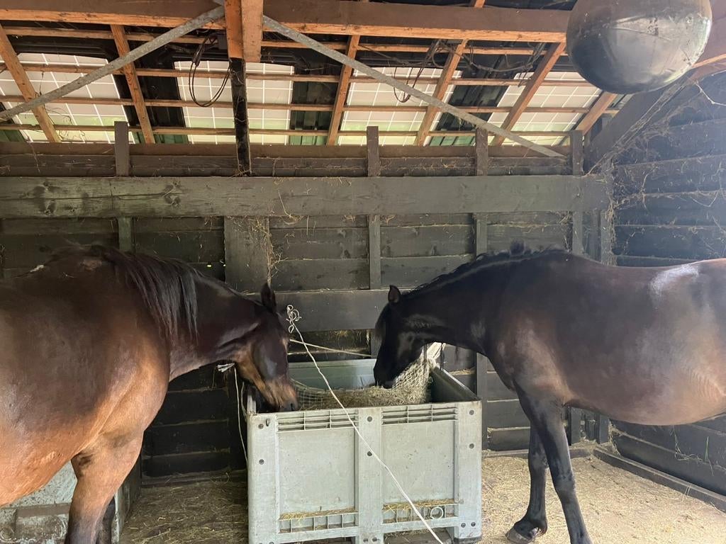 Voerbak paarden, Dieren en Toebehoren, Ophalen