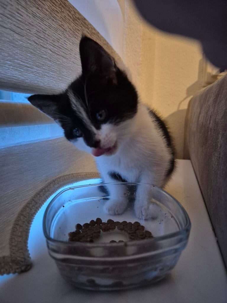 kitten europese korthaar., Dieren en Toebehoren